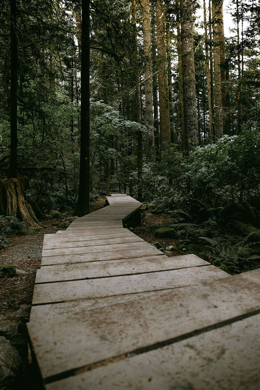 verd, arbres, envoltat, gris, concret, buit, ruta del jardí, Camí, arbre, bosc, arbust, naturalesa, perspectiva, ruta, a l'aire lliure, caminada, full, fulles, columbium britànic, de fulla perenne, sender forestal, camí forestal, fusta, planta, direcció, sendera, el camí a seguir, terra, tranquil·litat, creixement, escena tranquil·la, dia, cap gent, material de fusta, bellesa a la natura, passeig marítim, tronc, tronc de l'arbre, perspectiva decreixent, 5K