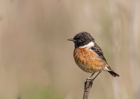 pták na větvi, pták, ave, peří, zklamat, stonechat, ptáků, zvířat, křídla, strom, nebe, Příroda, fauna, Ptáček, zvíře, létat, vrchol, jednoho zvířete, zvířata ve volné přírodě, nikdo, prohlížení, větev, obratlovců, zaměřit se na popředí, plná délka, kopie prostor, detail, rostlina, den, venku, pěvec, povrchu, 2K, CC0, veřejná doména, bez autorských práv