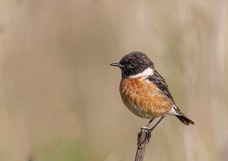 ocell a la branca, ocell, av, plomes, deixar tirat, stonechat, ocells, animals, ales, arbre, cel, naturalesa, fauna, petit ocell, animal, volar, pic, un animal, fauna animal, animals a la natura, cap gent, temes d'animals, posat, branca, vertebrats, centrar-se en primer pla, longitud completa, còpia espai, primer pla, planta, dia, a l'aire lliure, songbird, nivell superficial, 2K
