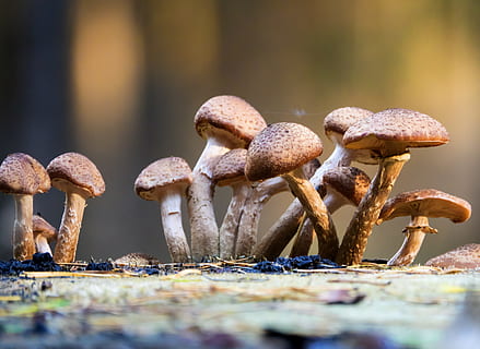 fungo, rac, berretto, fungo velenoso, legna, muschio, selvaggio, cibo, avvicinamento, verdura, messa a fuoco selettiva, giorno, nessuno, natura, crescita, cibo e bevande, terra, pianta, concentrarsi sulle conoscenze acquisite, livello di superficie, fungo commestibile, all'aperto, freschezza, bellezza nella natura, 4K, CC0, dominio pubblico, privo di copyright