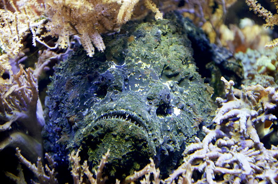 sten fisk, gammel, maleriske, fisk, uhyggelig, sten-, skjult, vand, tand, tang, fossil, hav, dyr i naturen, dyre temaer, undervands-, dyreliv, dyr, natur, hav liv, undersøiske, camouflage, et dyr, marine, ingen mennesker, koral, hvirveldyr, tæt på, rev, udendørs, dyr hoved, dyr øje, 4K