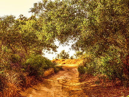 Camí, arbres, naturalesa, primavera, paisatge, camp, kapparis, Xipre, arbre, bosc, a l'aire lliure, estiu, escena rural, planta, creixement, direcció, el camí a seguir, bellesa a la natura, tranquil·litat, cap gent, terra, sendera, dia, escena tranquil·la, Carretera bruta, escena no urbana, brutícia, cel, carretera, escenics - natura, ruta, 5K, CC0, domini públic, lliure de regalies