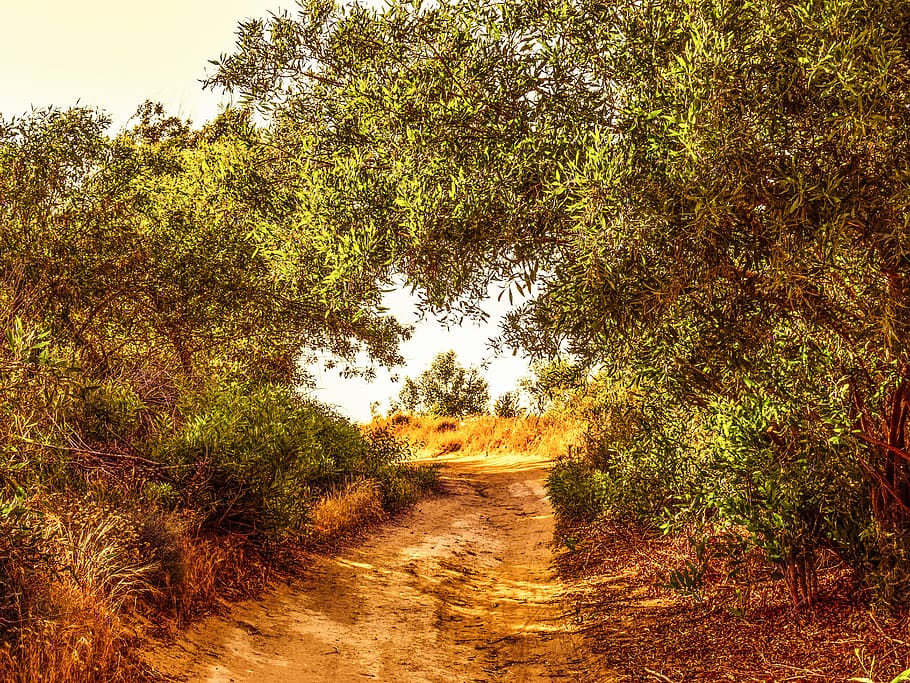 Camí, arbres, naturalesa, primavera, paisatge, camp, kapparis, Xipre, arbre, bosc, a l'aire lliure, estiu, escena rural, planta, creixement, direcció, el camí a seguir, bellesa a la natura, tranquil·litat, cap gent, terra, sendera, dia, escena tranquil·la, Carretera bruta, escena no urbana, brutícia, cel, carretera, escenics - natura, ruta, 5K