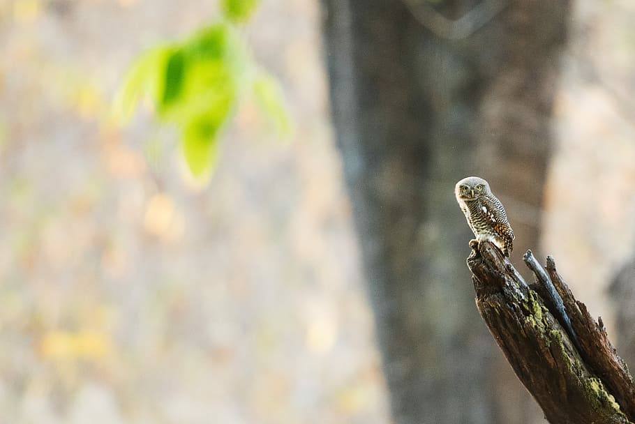 hnědý, sova, větev stromu, Černá, posazený, pták, peří, strom, list, kůra, pařez, bokeh, krajina, Příroda, indium, divoký, volně žijících živočichů, plaz, zvířat, zvířata ve volné přírodě, jednoho zvířete, zvíře, nikdo, obratlovců, den, zaměřit se na popředí, venku, sdělení, kmen stromu, rostlina, část těla zvířete, voda, kufr, detail, zvířecí hlavy, jedovatý, 2K