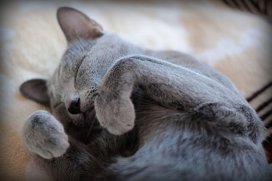 foto, grigio, gatto a pelo corto, gatto, animali domestici, animali, gattino, animale, gatti, pelliccia, animale domestico, persona gatto, carina, gatto domestico, addormentato, felino, mammifero, temi animali, un animale, occhi chiusi, rilassamento, nessuno, domestico, avvicinamento, in casa, vertebrato, koala, fauna selvatica, concentrarsi sulle conoscenze acquisite, napping, baffo, 2K