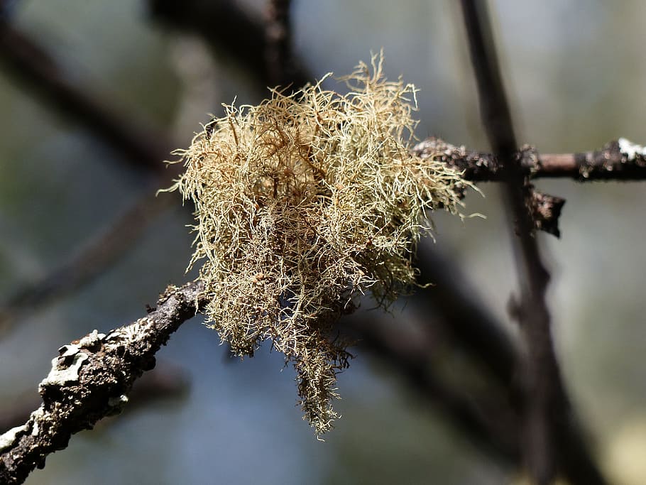 Moos, Baum, Ast, Wald, Natur, Nahansicht, Herbst, Pflanze, Fokus auf den Vordergrund, keine Leute, Tag, draußen, Schönheit in der Natur, selektiver Fokus, Wachstum, trocken, Zweig, Ruhe, kalte Temperatur, Sonnenlicht, Winter, Blume, Zerbrechlichkeit, Flechte, Nadelbaum, 4K