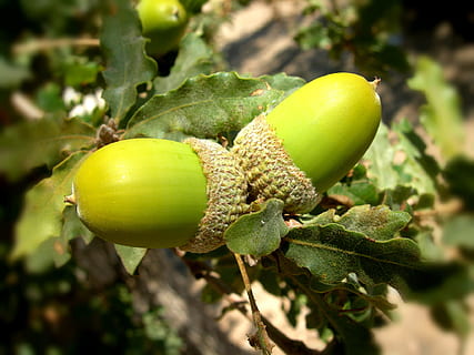 ghiande, quercia, albero, estate, verde, colore verde, frutta, cibo, cibo e bevande, mangiare sano, pianta, parte vegetale, foglia, avvicinamento, freschezza, giorno, crescita, natura, concentrarsi sulle conoscenze acquisite, nessuno, ghianda, all'aperto, luce del sole, benessere, maturo, 1080P, CC0, dominio pubblico, privo di copyright