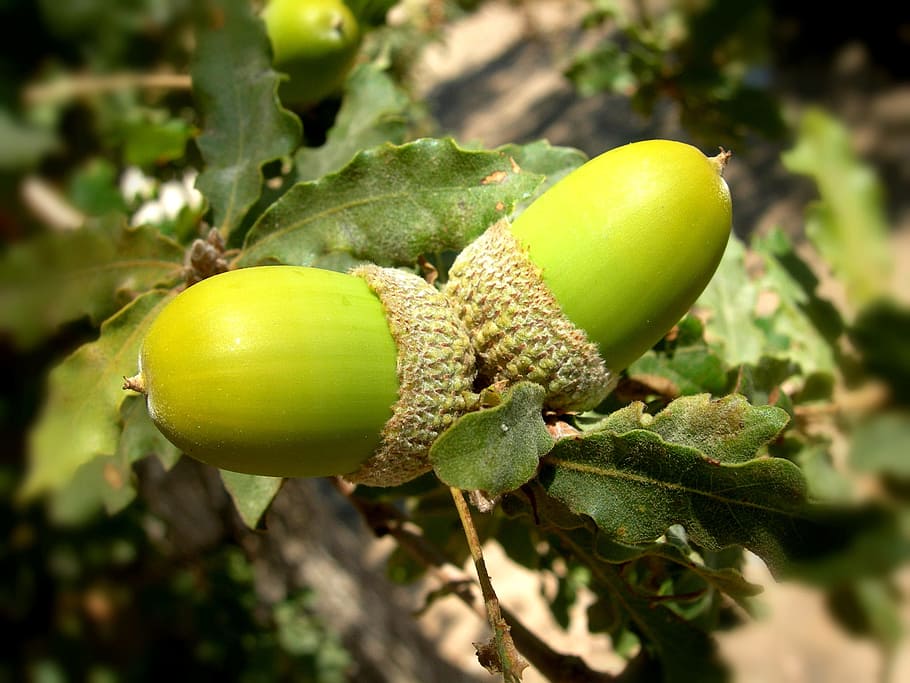 ghiande, quercia, albero, estate, verde, colore verde, frutta, cibo, cibo e bevande, mangiare sano, pianta, parte vegetale, foglia, avvicinamento, freschezza, giorno, crescita, natura, concentrarsi sulle conoscenze acquisite, nessuno, ghianda, all'aperto, luce del sole, benessere, maturo, 1080P