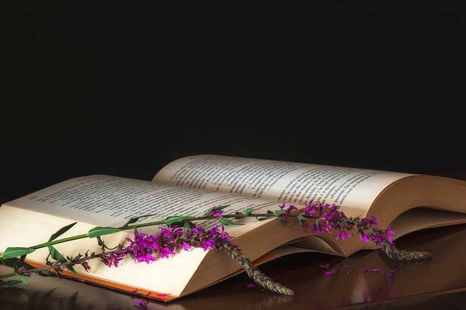 porpra, flors, llibre, bodegones, lectura, color, natura morta, colors, fulles, educació, literatura, publicació, a l'interior, flor, paper, tir de l'estudi, cap gent, obert, fons negre, planta amb flors, còpia espai, pàgina, planta, document, color rosa, correspondència, taula, primer pla, 5K