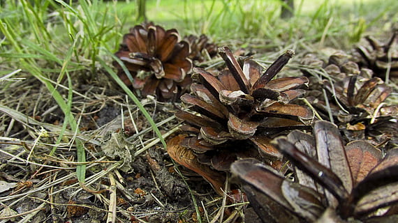 Tannenzapfen, Kiefer, Natur, Baum, Nadelholz, Zapfen, Feld, Land, Pflanze, Wachstum, keine Leute, Nahansicht, Tag, Gras, Schönheit in der Natur, trocken, Fokus auf den Vordergrund, braun, draußen, Blatt, grüne Farbe, Lebensmittel, Pflanzenteil, selektiver Fokus, tote Pflanze, Nadelbaum, 4K, CC0, gemeinfrei, lizenzfrei