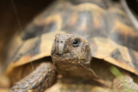turtle, panzer, pattern, reptile, animal, tortoise shell, tortoise, old, crawl, animal themes, one animal, animal wildlife, animals in the wild, vertebrate, animal shell, close-up, animal head, animal body part, shell, portrait, no people, zoo, nature, animals in captivity, animal scale, marine, 2K, CC0, public domain, royalty free