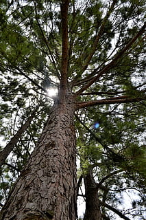 forest pine tree, forest, park, tall tree, wood, leaves, pine, tree, nature, pine tree, evergreen, summer, natural, branch, coniferous, environment, scene, leaf, looking up, design, perfection, sky, maple, vibrant, weather, outdoor, season, ecology, plant, tree trunk, trunk, low angle view, growth, land, day, no people, tranquility, beauty in nature, tall - high, woodland, outdoors, green color, scenics - nature, directly below, tree canopy, coniferous tree, brightly lit, 1080P, CC0, public domain, royalty free
