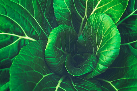 verde, pianta fogliare, avvicinamento, fotografia, foglia, verdura, cavolo, colore verde, parte vegetale, crescita, pianta, natura, freschezza, cibo e bevande, nessuno, mangiare sano, bellezza nella natura, cibo, vena fogliare, giorno, fotogramma intero, benessere, all'aperto, 4K, CC0, dominio pubblico, privo di copyright