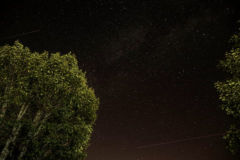 niedrig, Winkelsicht, Grün, blätterte, Bäume, Laubbäume, sternenklare Nacht, kleiner Winkel, Aussicht, grünes Blatt, Baum, Nachtzeit, Nacht-, Star, Platz, Sternbewegung, Natur, Wald, dunkel, Wachstum, keine Leute, Stern - Raum, Pflanze, Astronomie, Schönheit in der Natur, Himmel, Szenen - Natur, Flachwinkelansicht, Sternfeld, Ruhe, Galaxis, ruhige Szene, draußen, Unendlichkeit, Weltraum und Astronomie, 5K, CC0, gemeinfrei, lizenzfrei