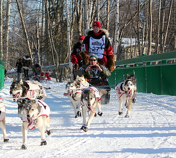 slee, winter, sneeuw, sleeën, vervoer-, vervoer, koude, honden, hondenslee, Alaska, iditarod, hond, koude temperatuur, sport, dier, zoogdier, dierlijke thema's, huisdieren, huiselijk, boom, groep dieren, hoektand, gewerveld, natuur, sleehond, kale boom, fabriek, buitenshuis, warme kleding, sneeuwen, 2K, CC0, publiek domein, royaltyvrij