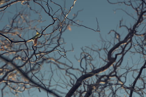 grigio, spoglio, albero, blu, cielo, Basso, fotografia ad angolo, bare-albero, giorno, ramo, natura, albero nudo, pianta, nessuno, la tranquillità, bellezza nella natura, concentrarsi sulle conoscenze acquisite, all'aperto, Inquadratura dal basso, scenics - natura, scena tranquilla, acqua, scena non urbana, silhouette, pianta morta, 5K, CC0, dominio pubblico, privo di copyright