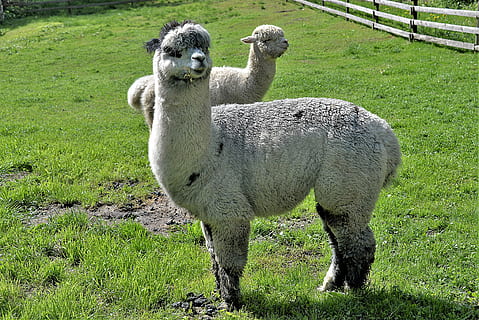 สอง, ขาว, Alpacas, ทุ่งหญ้า, นรก, สัตว์, หญ้า, ปลูก, ธีมสัตว์, จุดยืน, เลี้ยงลูกด้วยนม, สนาม, มองที่กล้อง, กลุ่มสัตว์, ธรรมชาติ, ภาพเหมือน, สีเขียว, สัตว์สองตัว, ที่ดิน, มีกระดูกสันหลัง, วัน, สัตว์เล็ก, ไม่มีคน, เต็มความยาว, ปศุสัตว์, ซึ่งกินพืชเป็นอาหาร, ตระกูลสัตว์, 5K, CC0, โดเมนสาธารณะ, ค่าลิขสิทธิ์ฟรี