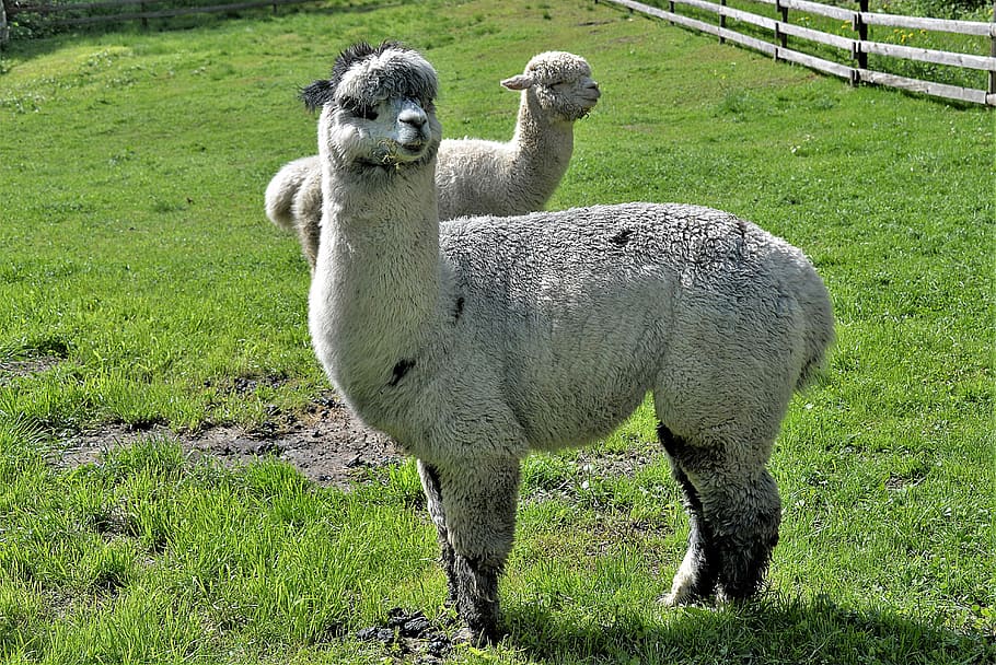 สอง, ขาว, Alpacas, ทุ่งหญ้า, นรก, สัตว์, หญ้า, ปลูก, ธีมสัตว์, จุดยืน, เลี้ยงลูกด้วยนม, สนาม, มองที่กล้อง, กลุ่มสัตว์, ธรรมชาติ, ภาพเหมือน, สีเขียว, สัตว์สองตัว, ที่ดิน, มีกระดูกสันหลัง, วัน, สัตว์เล็ก, ไม่มีคน, เต็มความยาว, ปศุสัตว์, ซึ่งกินพืชเป็นอาหาร, ตระกูลสัตว์, 5K