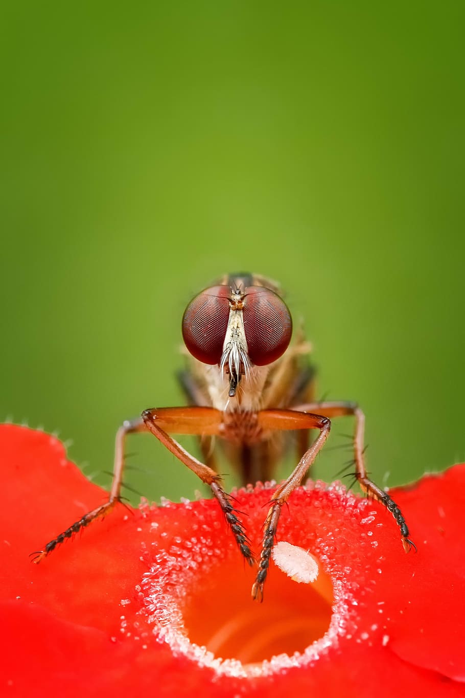 insetto marrone, Robberfly, volare, insetto, macro, animale, natura, dettagliato, ingrandimento, colori, micro, acuto, avvicinamento, invertebrato, rosso, temi animali, fauna selvatica, un animale, animali allo stato selvatico, nessuno, artropodo, messa a fuoco selettiva, zoologia, giorno, concentrarsi sulle conoscenze acquisite, colore verde, primo piano estremo, parte del corpo animale, occhio animale, 5K