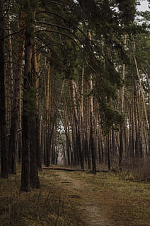 sosnovyi bor, bor, pušis, kelias, filialas, kraštovaizdį, pušynas, spygliuočių miškai, žalias, vaizdas iš apačios, medžiai, gyva gamta, miškas, spygliuočių medis, visžalis, pobūdį, spygliuočių, medis, augalų, žemės, ramybė, grožis gamtoje, nėra žmonių, medžio kamienas, bagažinė, ramioje scenoje, augimą, ne miesto scenoje, dieną, lauke, aplinką, vaizdai - gamta, treelined, 4K, CC0, Viešasis domenas, nemokamai