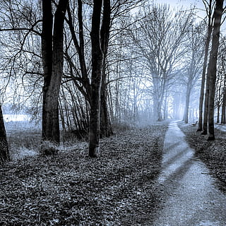 nua, arbres, cel, Camí, hivern, carretera, senderisme, cel blau, paisatge, buitenweg, arbre, camí caminant, parc, tardor, naturalesa, bosc, aire, carrer, blanc i negre, el camí a seguir, direcció, planta, tranquil·litat, arbre nu, terra, escena tranquil·la, cap gent, transport, bellesa a la natura, boira, brutícia, perspectiva decreixent, tronc, dia, sendera, a l'aire lliure, treelined, 2K, CC0, domini públic, lliure de regalies