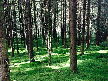 Wald, Bäume, moosgrün, Moos, Grün, Nadelwald, Waldboden, Öko, Ökologie, Natur, Umgebung, Baum, Landschaft, grüne Farbe, draußen, szenen, Sommer-, keine Leute, Schönheit in der Natur, Baumstamm, Landschaften, Farbbild, Nicht-städtische Szene, Wildnisgebiet, ruhige Szene, Pflanze, Kiefer, Sonnenlicht, Land, Kofferraum, Wachstum, Ruhe, Gras, Tag, Szenen - Natur, Weg, 1080P, CC0, gemeinfrei, lizenzfrei