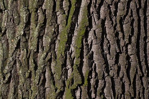 fechar-se, foto, latido, árvore, carvalho, carvalho velho, melhor, galpão, musgo, verde, Castanho, natureza, tecer, origens, tronco de árvore, floresta, madeira - material, padronizar, texturizado, plantar, quadro completo, tronco, crescimento, ninguém, casca de planta, rude, dia, ao ar livre, beleza na natureza, terra, padrão natural, focar em primeiro plano, efeito texturizado, condição natural, 4K, CC0, domínio público, royalty free