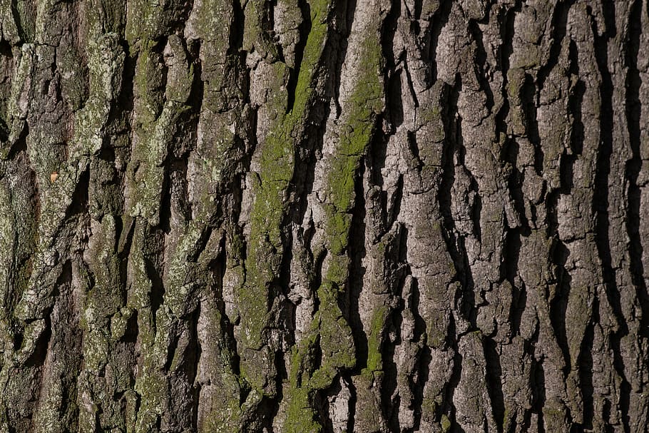 primer pla, foto, escorça, arbre, roure, roure vell, el millor, vessar l'escorça, molsa, verd, marró, naturalesa, teixir, fons, tronc de l'arbre, bosc, material de fusta, patró, textura, planta, marc complet, tronc, creixement, cap gent, escorça de la planta, aspre, dia, a l'aire lliure, bellesa a la natura, terra, patró natural, centrar-se en primer pla, efecte texturat, condició natural, 4K