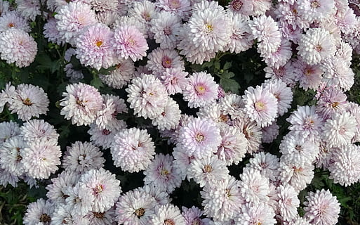 crisantemo, Asteraceae, sevanthi, fiore, flora, annuale, fioritura, fiorire, Kolkata, India, fragilità, natura, pianta, nessuno, crescita, pianta fiorita, freschezza, vulnerabilità, bellezza nella natura, avvicinamento, fotogramma intero, testa di fiore, petalo, infiorescenza, sfondi, Colore bianco, abbondanza, giorno, botanica, all'aperto, polline, letto di fiori, 1080P, CC0, dominio pubblico, privo di copyright