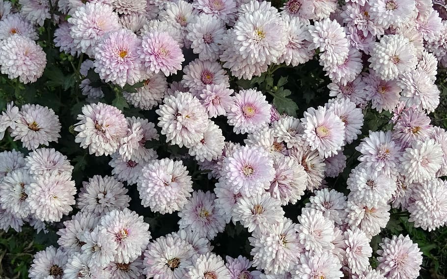 chryzantéma, asteraceae, sevanthi, květ, flóra, roční, kvetoucí, kolkata, Indie, křehkost, Příroda, rostlina, nikdo, růst, kvetoucí rostlina, svěžest, zranitelnost, krása v přírodě, detail, celý rám, květu hlavy, okvětní lístek, květenství, pozadí, bílá barva, hojnost, den, botanika, venku, pyl, záhon, 1080P