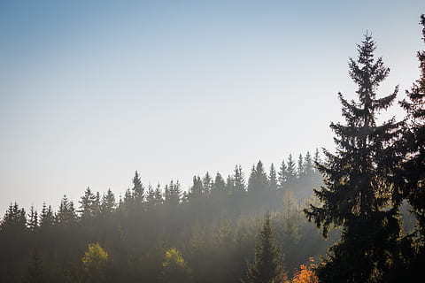 tåge, skyer, træer, Skov, belysning, landskab, malmbjerge, træ, plante, ro, skønhed i naturen, himmel, rolig scene, scenics - natur, natur, kopiere plads, jord, ingen mennesker, ikke-urbane scene, vækst, fyrretræ, idyllisk, nåletræ, miljø, fyrreskov, 5K, CC0, offentligt domæne, royaltyfrie