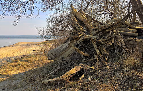 nature, tree root, uprooted tree trunk, winter storm, forward, huge, beach, remains, force of nature, impressive, tree, forest, outdoors, plant, water, sky, land, no people, tranquility, sea, day, wood - material, branch, scenics - nature, bare tree, non-urban scene, tranquil scene, beauty in nature, tree trunk, wood, horizon over water, dead plant, driftwood, 4K, CC0, public domain, royalty free
