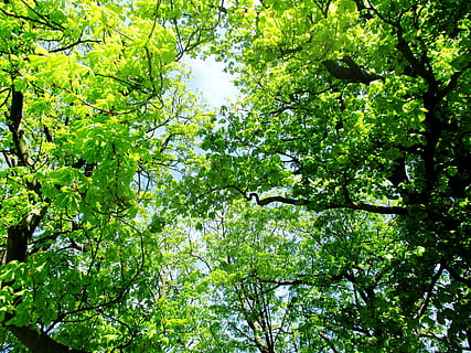 Bäume, Kastanienbäume, Blätter, Frühling, Sonne, Licht, Himmel, Romanshorn, Baum, Pflanze, Wachstum, Schönheit in der Natur, Natur, grüne Farbe, Sonnenlicht, Ast, keine Leute, Tag, Wald, draußen, Flachwinkelansicht, Land, Pflanzenteil, Blatt, Ruhe, Hintergründe, Vollbild, Laub, Baumkrone, 4K, CC0, gemeinfrei, lizenzfrei