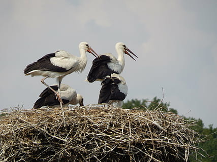 storks, birds, young, socket, bird, animal wildlife, animal themes, group of animals, animal, animals in the wild, vertebrate, animal nest, no people, two animals, day, stork, bird nest, nature, plant, low angle view, young animal, outdoors, sky, animal family, 4K, CC0, public domain, royalty free