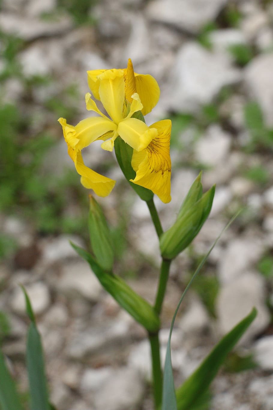 iris, fiore, fiori, fioritura, natura, fiori estivi, pianta, giallo, primavera, petalo, pianta fiorita, fragilità, vulnerabilità, freschezza, bellezza nella natura, crescita, avvicinamento, testa di fiore, infiorescenza, concentrarsi sulle conoscenze acquisite, nessuno, giorno, stelo vegetale, campo, botanica, all'aperto, 4K