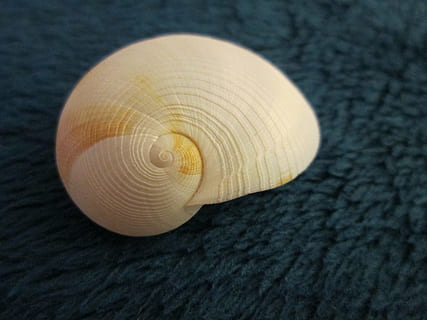 beyaz, deniz kabuğu, Tekstil, kabuk, spiral, doğa, deniz, suda yaşayan, doğal, mavi, girdap, sahil, Toplamak, hayvan kabuğu, kapatmak, plaj, hayvan yaban hayatı, hayvan, doğal desen, insansız, hayvan temaları, Desen, vahşi hayvanlar, dokulu, tek nesne, bir hayvan, doğada güzellik, ön plana odaklanmak, yüksek açılı görünüş, omurgasız, 4K, CC0, kamu malı, telif ücretsiz