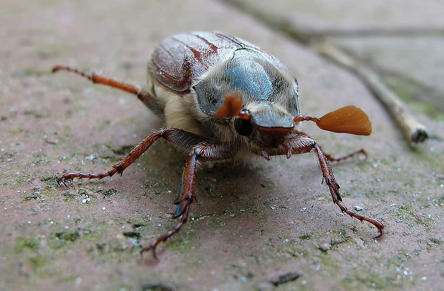 maikäfer, escarabat, pot, un animal, fauna animal, temes d'animals, animals a la natura, dia, cap gent, animal, invertebrat, primer pla, insecte, naturalesa, part del cos dels animals, enfocament selectiu, a l'aire lliure, macro, centrar-se en primer pla, zoologia, terra, primer pla extrem, antena animal, ull d’animals, 1080P