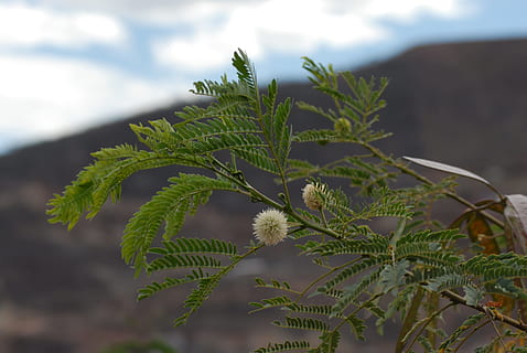 guaje, flor, arbre, planta, creixement, bellesa a la natura, color verd, naturalesa, full, part de la planta, centrar-se en primer pla, cap gent, dia, primer pla, tranquil·litat, núvol - cel, a l'aire lliure, frescor, cel, fragilitat, herba, llum solar, vulnerabilitat, arbre de coníferes, 4K, CC0, domini públic, lliure de regalies