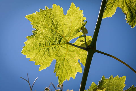 wine, leaf, vine, wine leaf, structure, winegrowing, branch, veins, sky, blue, nature, tree, yellow, plant part, no people, plant, clear sky, outdoors, maple leaf, environment, green color, low angle view, day, beauty in nature, autumn, environmental conservation, change, blue background, 5K, CC0, public domain, royalty free