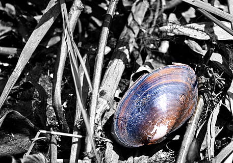 conchiglie, conchiglie morte, lumache, fossile, fossilizzato, Sri Lanka, nikaweratiya, ceylon, avvicinamento, fauna selvatica, nessuno, animale, conchiglia, natura, guscio di animale, giorno, temi animali, animali allo stato selvatico, all'aperto, pianta, concentrarsi sulle conoscenze acquisite, invertebrato, campo, luce del sole, terra, vista dall'alto, asciutto, messa a fuoco selettiva, 1080P, CC0, dominio pubblico, privo di copyright