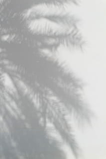 Palmera, silueta, ombra, arbre, palmell, llum, full, ombra mínima, mínim, deixa ombra, ombra de palmera, ombra de palma, cap gent, fons, marc complet, Color blanc, primer pla, suavitat, enfocament selectiu, naturalesa, dia, a l'interior, textura, hivern, natura morta, núvol - cel, temperatura de fred, patró, bellesa a la natura, ploma, tir de l'estudi, senzillesa, 5K, CC0, domini públic, lliure de regalies