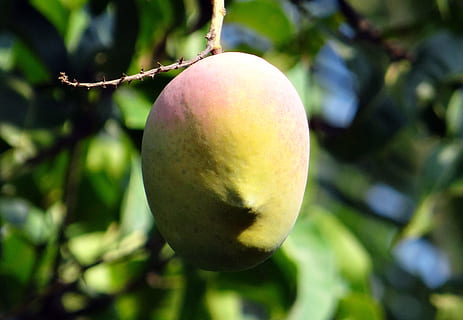 Mango, albero di mango, maturo, frutta, Dharwad, India, cibo, cibo e bevande, mangiare sano, freschezza, pianta, albero, concentrarsi sulle conoscenze acquisite, avvicinamento, benessere, crescita, ramo, natura, nessuno, giorno, colore verde, all'aperto, agricoltura, mela - frutto, 2K, CC0, dominio pubblico, privo di copyright