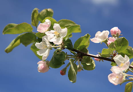 Blume, Apfelbaum, Baum, Frühling, Blatt, Apfel, Frühling, Grün, Wachstum, Natur, Pflanze, Blau, Schönheit in der Natur, blühende Pflanze, Frische, Zerbrechlichkeit, Verletzlichkeit, Pflanzenteil, Himmel, Nahansicht, Blütenblatt, Ast, Baum, Flachwinkelansicht, keine Leute, blühen, Blütenkopf, draußen, Kirschbaum, Kirschblüte, 2K, CC0, gemeinfrei, lizenzfrei