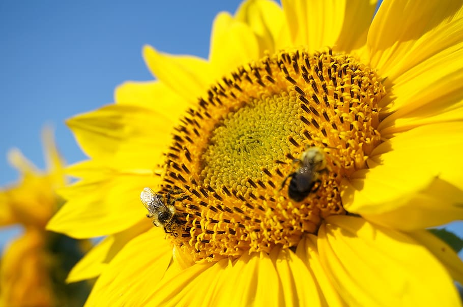 girasole, bombi, api, estate, natura, fiore, giallo, pianta, semi, giardino, agricoltura, campo, soleggiato, sole, polline, raccolto, crescita, fiorire, floreale, raccogliere, cielo, luminosa, naturale, fioritura, all'aperto, colorato, vivace, nazione, foglia, blu, luce del sole, pianta fiorita, petalo, testa di fiore, animali allo stato selvatico, freschezza, insetto, invertebrato, fauna selvatica, fragilità, temi animali, vulnerabilità, animale, infiorescenza, un animale, bellezza nella natura, avvicinamento, impollinazione, nessuno, 1080P