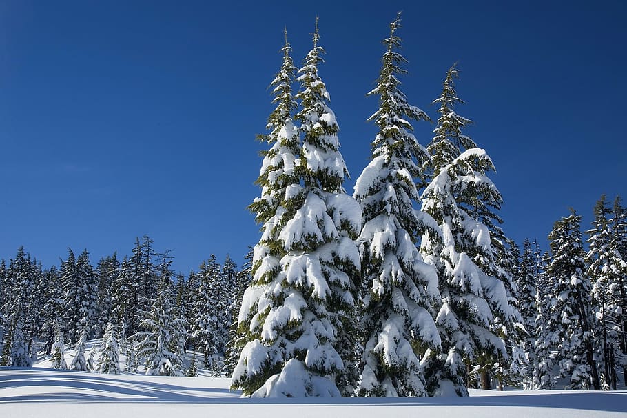 arbres, recobert, neu, pins, hivern, cobertura, evergreens, muntar solter, deschutes el bosc nacional, oregon, EUA, a l'aire lliure, paisatge, escènic, nevades, fred, desert, temperatura de fred, naturalesa, dia, cap gent, arbre, cel, blau, planta, congelat, escenics - natura, bellesa a la natura, tranquil·litat, escena no urbana, creixement, pi, escena tranquil·la, terra, arbre de coníferes, gel, avet, bosc de pi, 1080P