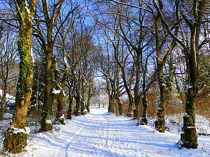 sníh, zimní, studená zima, zimní stromy, Studený, stromy, Příroda, zimní zima, zasněžený, avenue, studená teplota, strom, počasí, rostlina, cesta vpřed, krytina, směr, nikdo, scenics - příroda, krása v přírodě, klid, holý strom, perspektiva, den, silnice, mimoměstské scény, klidné scény, venku, treelined, 4K, CC0, veřejná doména, bez autorských práv