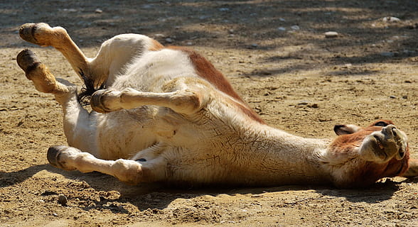 Burro, jugar, laminación, satisfecho, alegre, naturaleza, linda, criatura, Excluido, animal, hellabrunn tierpark, gracioso, temas de animales, mamífero, fauna animal, animales en la naturaleza, tierra, vertebrado, nadie, luz del sol, un animal, relajación, arena, día, acostado, descansando, al aire libre, campo, herbívoro, 4K, CC0, dominio público, libre de derechos