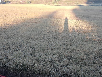 zonsondergang, schaduw, avond, gloed, avondgloed, veld-, natuur, buitenshuis, landschap, dag, gras, land-, fabriek, echte mensen, hoge hoekmening, kalmte, focus op schaduw, een persoon, zonlicht, groei, schoonheid in de natuur, onherkenbaar persoon, rustige scène, 4K, CC0, publiek domein, royaltyvrij