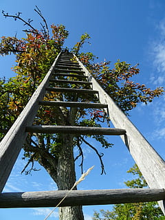 Foto, lænede, grå, træ-, stige, træ, hoved, himmel, æbletræ, held, karrierestige, meditation, plante, lav vinkel visning, natur, arkitektur, vækst, dag, bygget struktur, ingen mennesker, afdeling, udendørs, blå, sollys, bygning udvendig, blomst, træ - materiale, sky - himmel, blomstrende plante, bagagerum, 5K, CC0, offentligt domæne, royaltyfrie