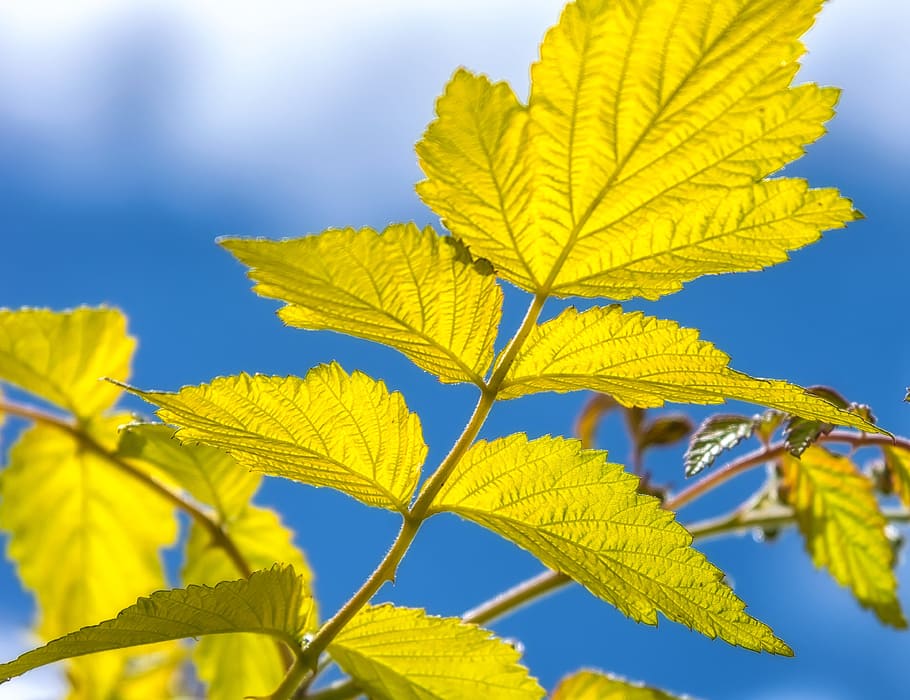 vară, frunze, lumina din spate, natură, plantă, ramuri, soare, vene, stil, ușoară, însorit, luminos, atmosferic, lichtspiel, cer, albastru, galben, vise, se bucura, toamnă, Culoarea verde, parte a plantelor, creştere, a închide, frumusețe în natură, zi, nici o persoana, să se concentreze asupra primelor elemente, copac, vedere unghiulară joasă, vena frunzelor, lumina soarelui, Schimbare, în aer liber, frunză de arțar, starea naturala, 4K